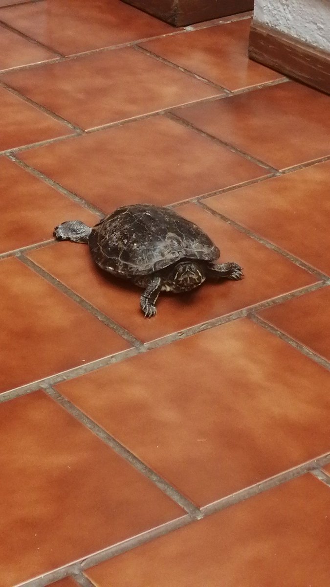juan10902's tweet photo. cómo caerle bien a mi tortuga google ayuda https://t.co/uibixm168f