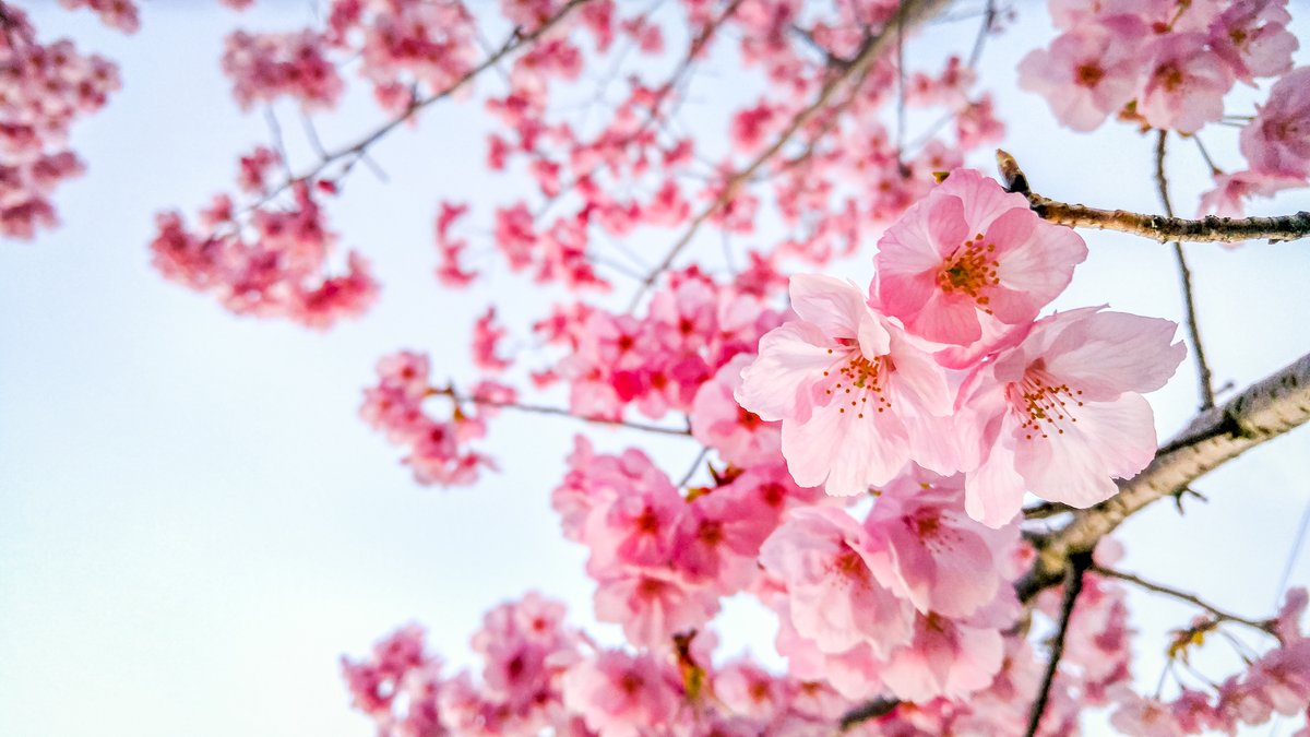 We're trying to help our community's social distancing efforts by maximum at-home time, so it's a great time to go through old travel pictures &amp; daydream about future trips! Throwback to four years ago in #Kyoto 😍, can't wait to see these again someday.