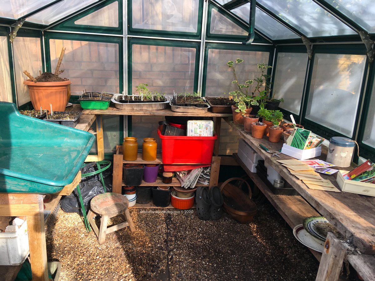 DHgardening's tweet photo. Fab hashtag #showusyourgardens Will do but it's been a #greenhouse day today so starting a new hashtag #showusyourgreenhouse Come on #gardening peeps, let's have a look :) Share 1 of our most sacred private spaces #mygarden #myrealview #greenhouse #springclean #beforeandafter https://t.co/pFpmzzo0NO