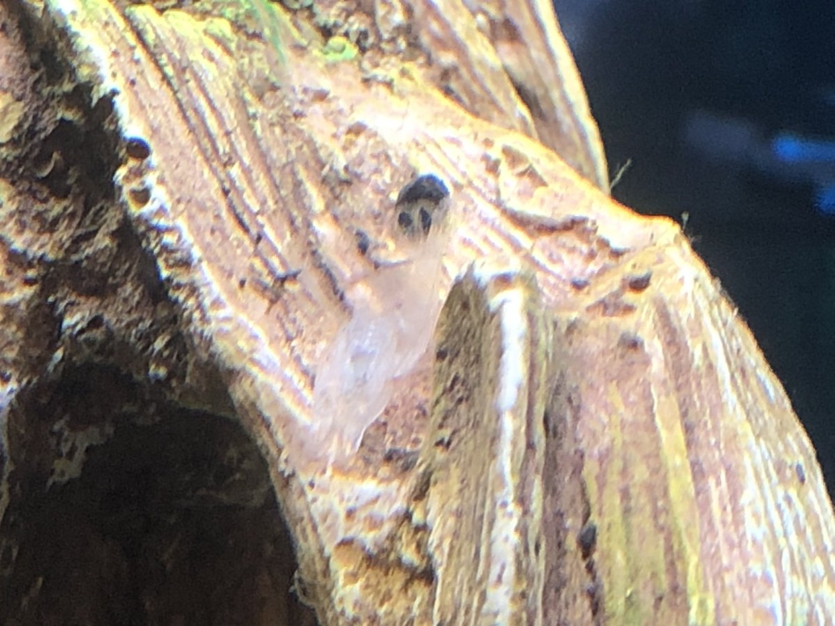 Day 18/ #shrimptankI saw one successful molted shell in the tank, floating around like a ghost.Ghost *is* the shell  2 more of the fallen were scooped out & given their own spiraling send off into the ecosystem.Here’s a happy live one plus the ghost shell