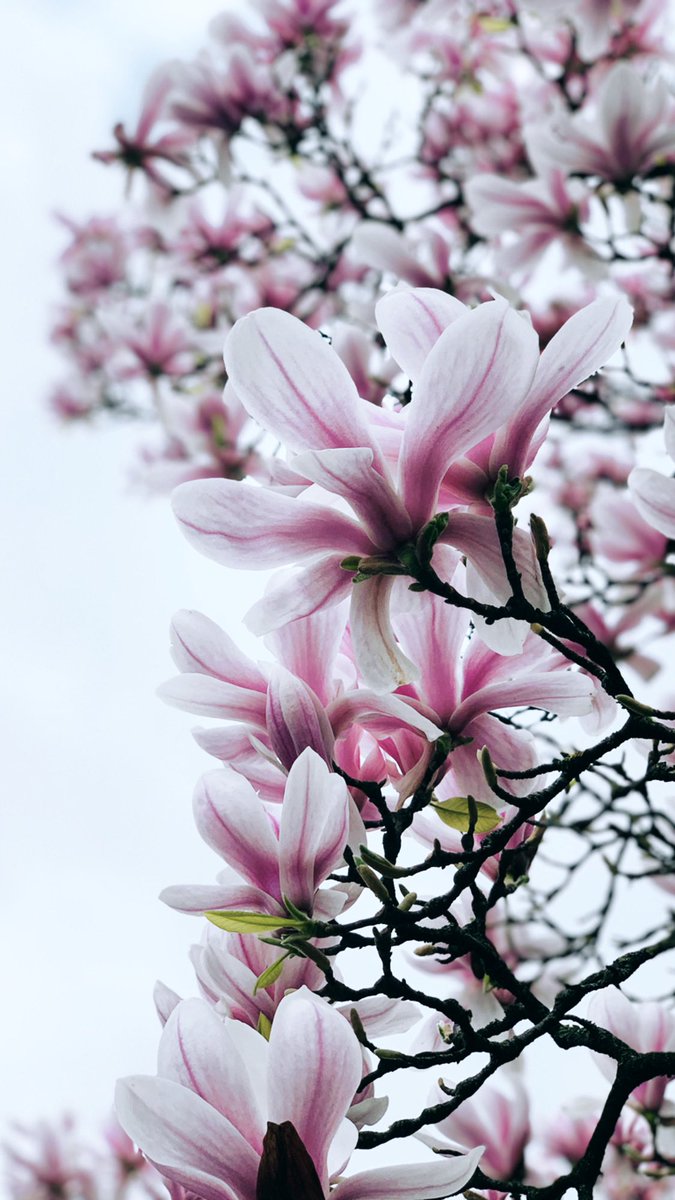 #magnolienbaum #nature