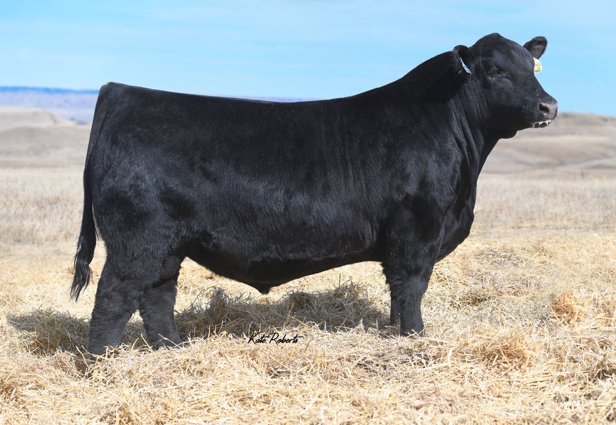 WayfareAngus's tweet image. Hot Herdbull Alert, Square B Atlantis 8060 (19405249). Maternal bro to Confidence Plus, sired by Rainfall. Semen thru Montana Ranch 406-210-5605. Video here: youtu.be/2g8sHEk1quM