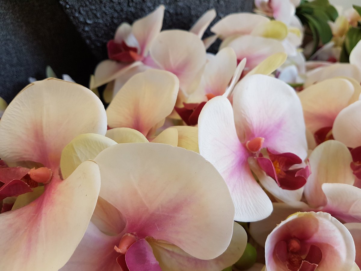 MangoExeter's tweet image. Not that I'm excited or anything but just look at these phalanopsis orchids ready to be made into fixed arrangements. I am looking forward to starting workshops in the future &amp;amp; bringing to display at The Orange Tree.