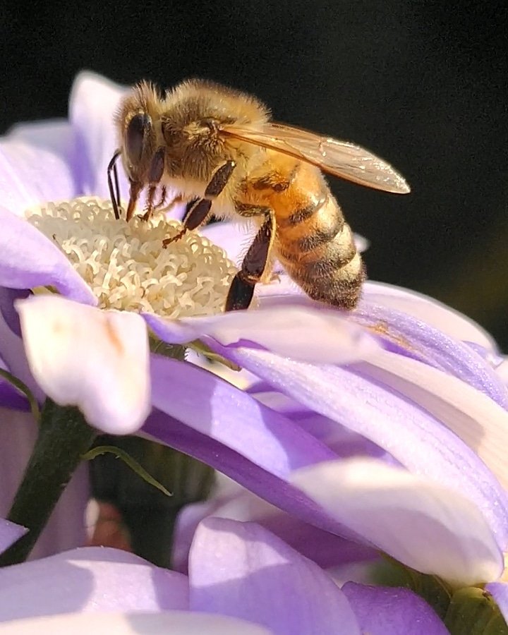 masetticristina's tweet photo. 🌈The air vibrates with the scent of flowers...
It's spring!
https://t.co/fGDRay3ng8
#SpringEquinox2020 #spring #bees #flowerphotography #21Marzo #COVIDー19 https://t.co/jRE9ZSqFKj