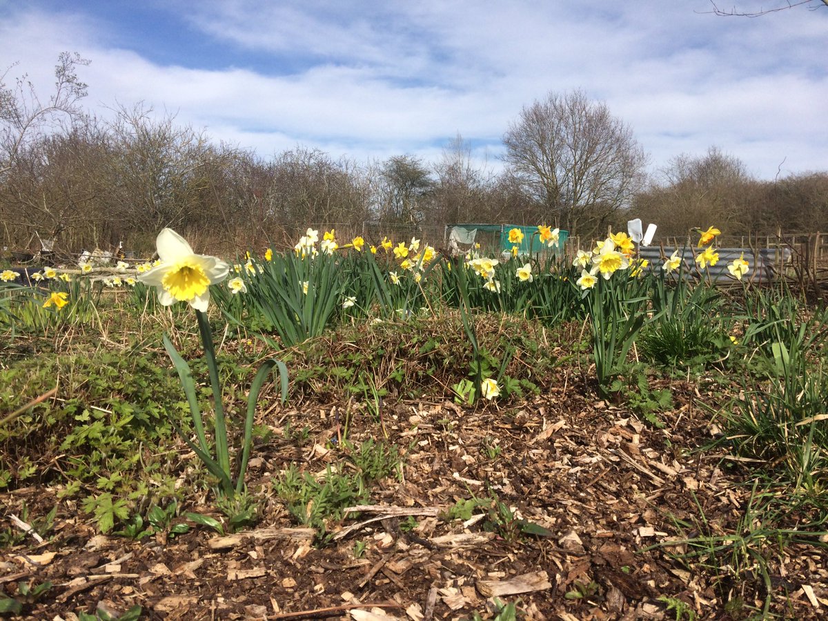 Daffodils are out in the sunshine today #spring