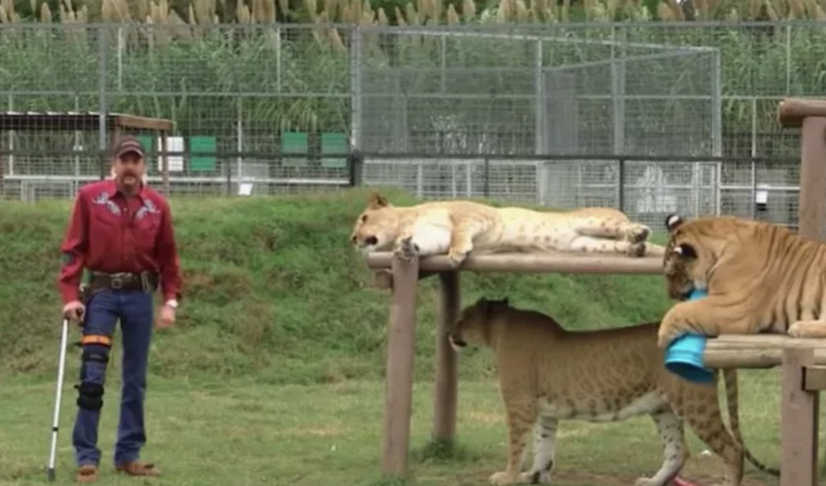 tiger king shirt barstool