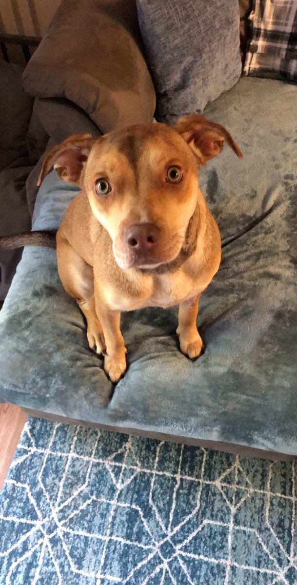 real_kenzie25's tweet photo. @SAA_1923 #jackpets my sweet girl B 🥰 https://t.co/ZnbqYh1iZ9