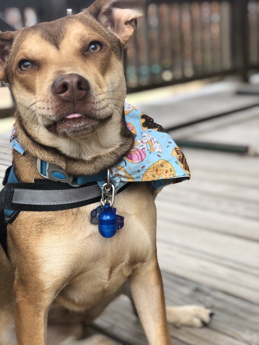 real_kenzie25's tweet photo. @SAA_1923 #jackpets my sweet girl B 🥰 https://t.co/ZnbqYh1iZ9