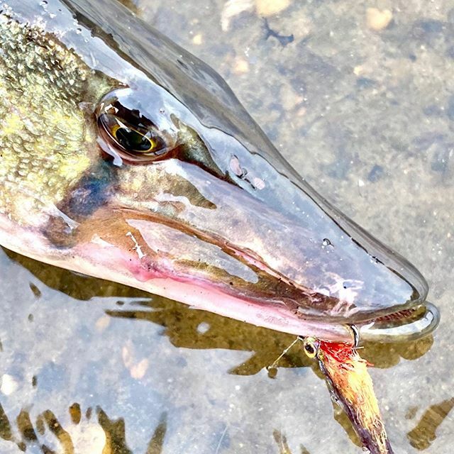 TheJerseyAngler's tweet photo. This fellow does not look happy with his new lip ornament!  #panfishonthefly #panfishing #flyfishing #flyfishingjunkie #warmwater #warmwaterflyfishing #warmwaterfly #pickerel #chainpickerel #pickerelonthefly https://t.co/W6vYxm63VL https://t.co/P1jSGMLH6r