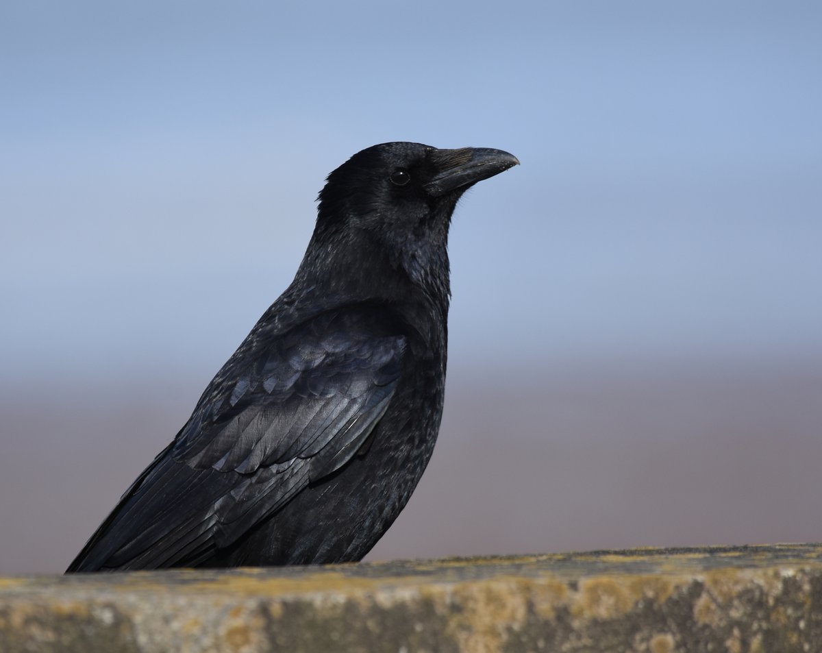 DaveyManMcG's tweet image. Not blogged for a while - hope to post regularly now lalows.blogspot.com/2020/03/vanity… #WildBlogs #Blackpool #WildlifeFromMyWindow #birdtonic Maintain your distance, stay safe, enjoy the wildlife