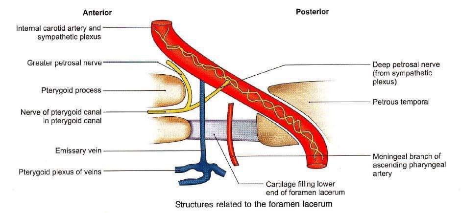 Neurophilic on Twitter: "Foramen lacerum… "