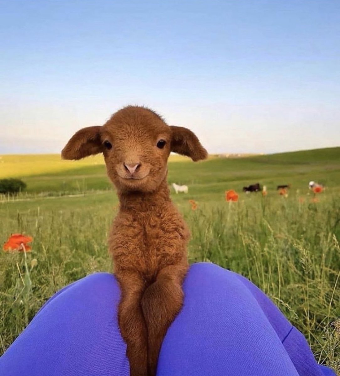 natashankpr's tweet photo. A little ray of sunshine to make you smile...☀️🙊🌼 Tell me: what’s one thing you’re #grateful for today? ❤️ #NKInspiration #SaturdayThoughts #AnimalLove https://t.co/9Os6Xw6IT6
