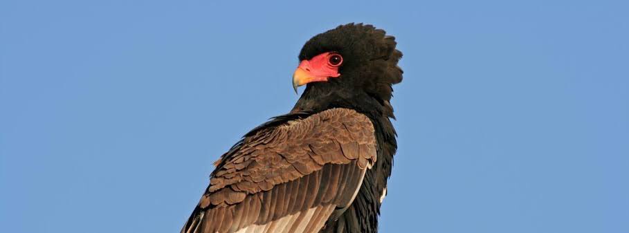 mosspunch's tweet photo. @Katamichi5963 How about a Bateleur :) https://t.co/kf1cA07HvL