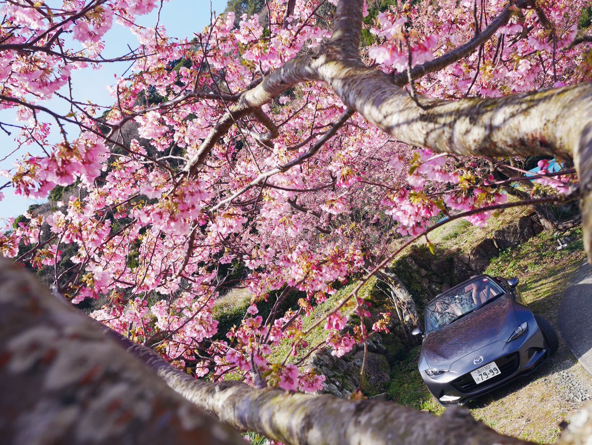 今だけ使えるライフハック Twitter上で桜の画像を検索したい時は よくね で検索するといっぱい出てくる Togetter 今だけ使えるライフハック Twitter上で桜の画像を検索したい時は よくね で検索するといっぱい出てくる Togetter