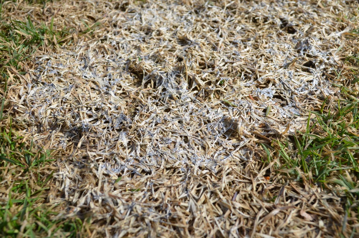 UMass Turf Pathology tweet media