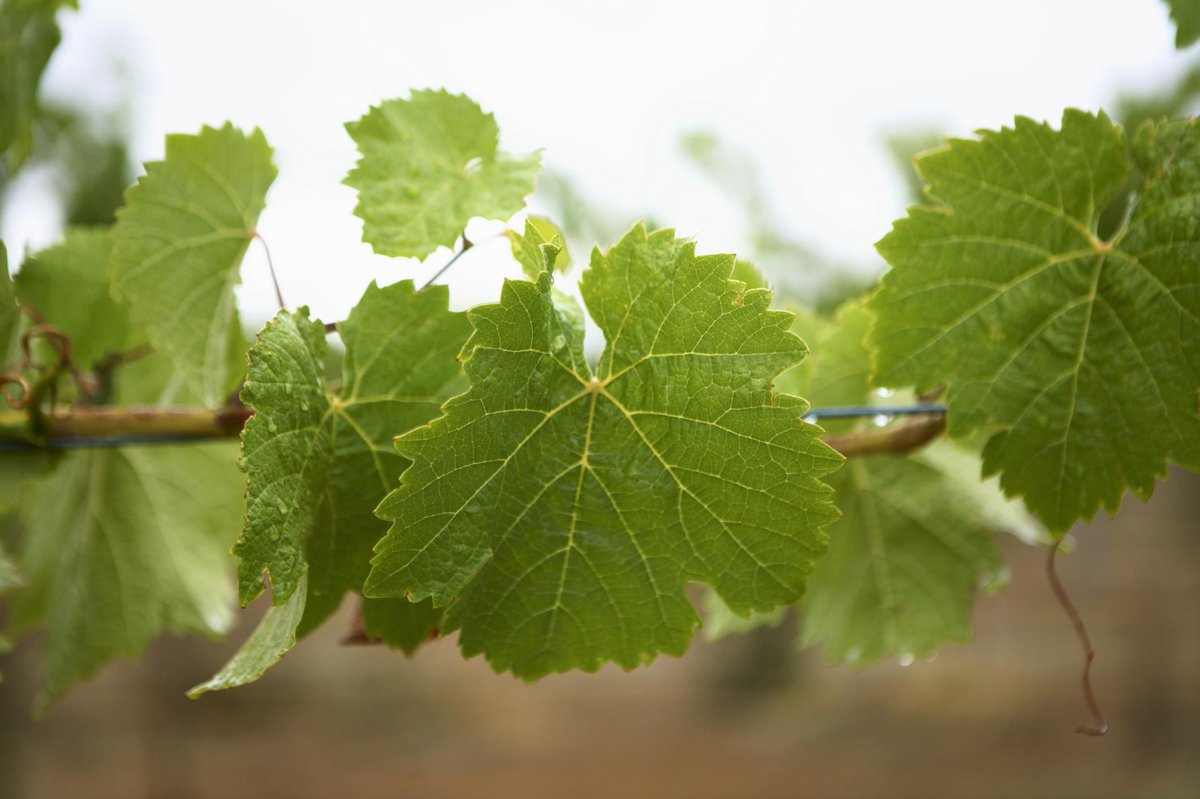 LiguriaWine's tweet photo. Un piano di sostegno straordinario per la #viticolturaligure

#ColdirettiLiguria sollecita interventi urgenti per il settore, colpito duramente dall’emergenza #Coronavirus

https://t.co/3jcTeKzPyM

#iorestoinvigna #lacampagnanonsiferma #lamialiguria #orgoglioligure https://t.co/e1YERGFtsD