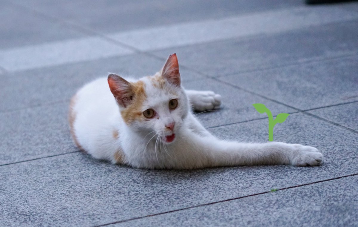 요즘.. 이게 유행이라면서요.. 스케없는 찍덕들의 동물친구들 찍기..