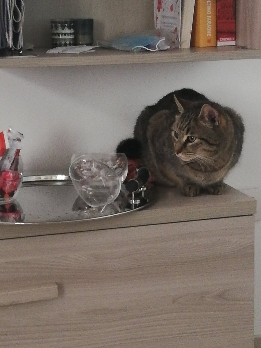 GmNeve's tweet photo. Tova l intruso 😂 https://t.co/vhpRcksCk1