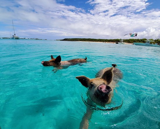 sam_rhys's tweet image. social distancing is really helping Llanelli recover from pollution, the oceans have cleared and the wildlife is returning !! amazing to see