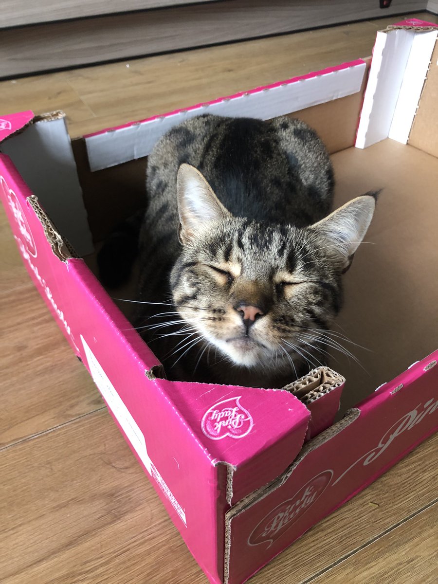 Minxiemoo's tweet photo. @Richard_H Snap! 😻 #caturday #adoptdontshop #tabbynation https://t.co/JLcsOrclRS