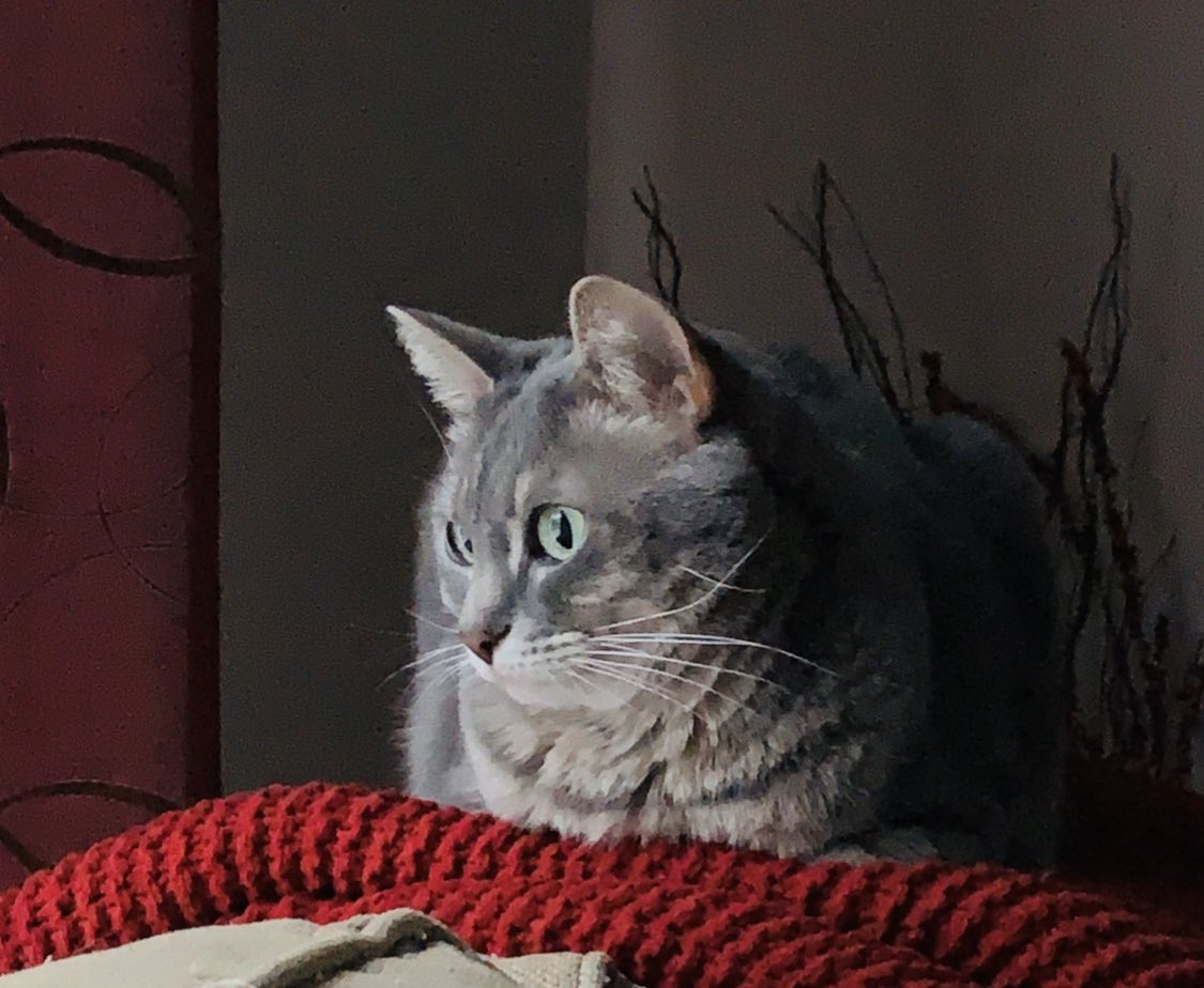 PShallen's tweet photo. @Number10cat Sadie Mae (she’s a Southern cat) https://t.co/17vgWJDEo3