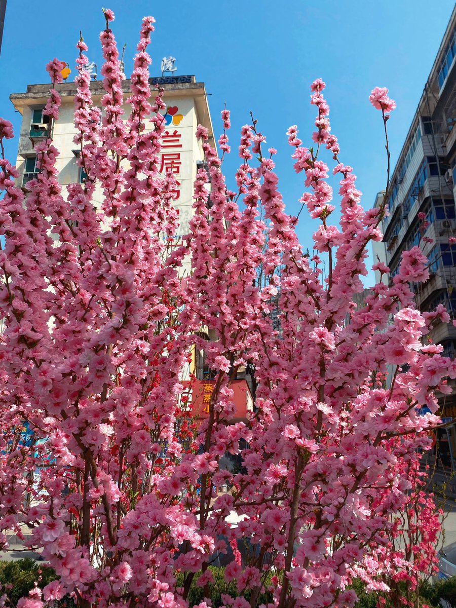 Mokou_cc's tweet photo. Spring https://t.co/38xwntGh0v