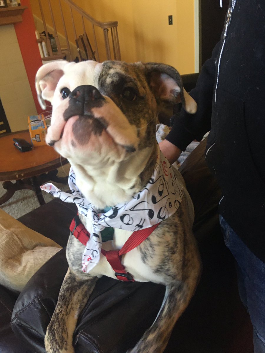 BabsHoliday's tweet photo. Going to our little studio today. Seamus is ready with appropriate clothing! #sweetseamus #studiopup https://t.co/4XigfTZeFp