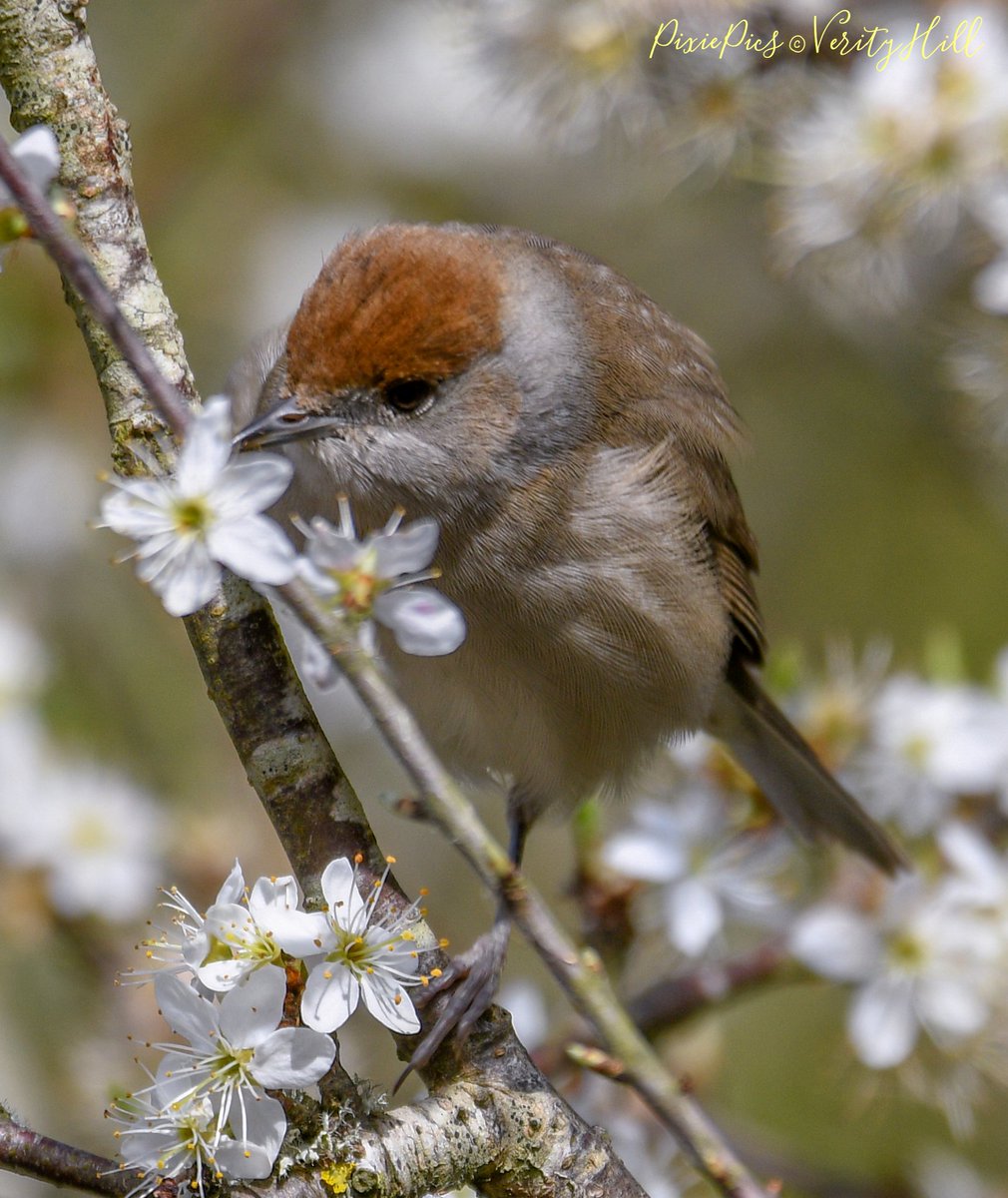 What a beautiful sunny day full of bird song everywhere 🎶🧡🐦 So soul soothing. This Female Blackcap was busy in the blossom catching insects 🌸 such a beauty 😍 #blackcap #SylviaAtricapilla #birds #birdlover #birdphotography #springtime #spring #bbcspringwatch #bbcWildlifePOTD