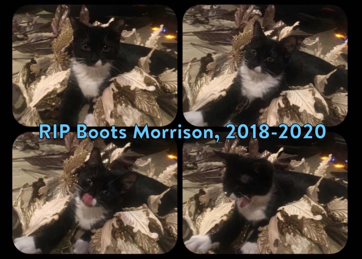  William Morrison, MD tweet media