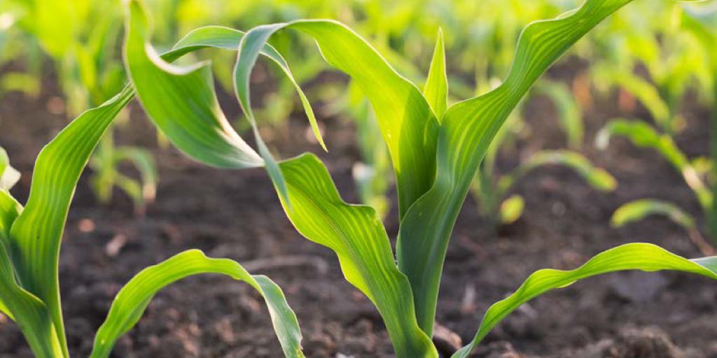 Get the most effective in-season Canada thistle control available with Lontrel XC. Now registered in #corn. Learn more: spr.ly/60131tet3 #CdnAg