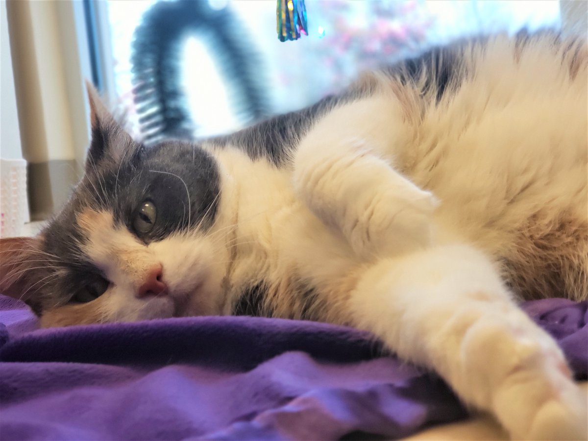 InnAtBaxterVet's tweet photo. Happy Caturday from Peanut "the clinic cat"! 
#Caturday #weekendvibes https://t.co/MpDsDmEIfP