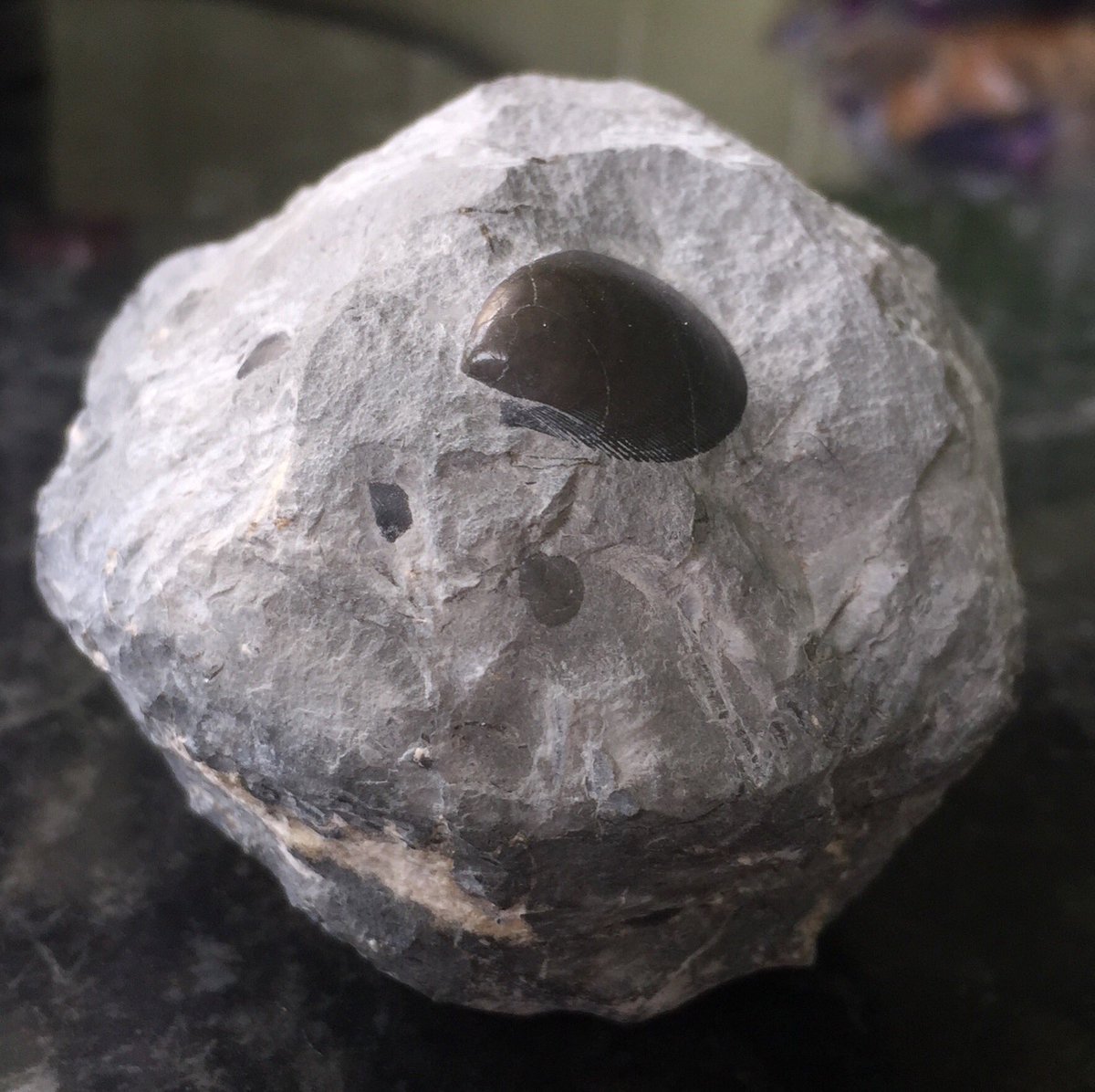 thewillstubbs's tweet image. Amazingly, I’ve just chipped this #fossil shell from a rock that I picked up at #Charmouth whilst on a @CharmouthHCC #FossilWalk last weekend. I looks like I’ve polished it, but that’s how it appeared out of the rock.