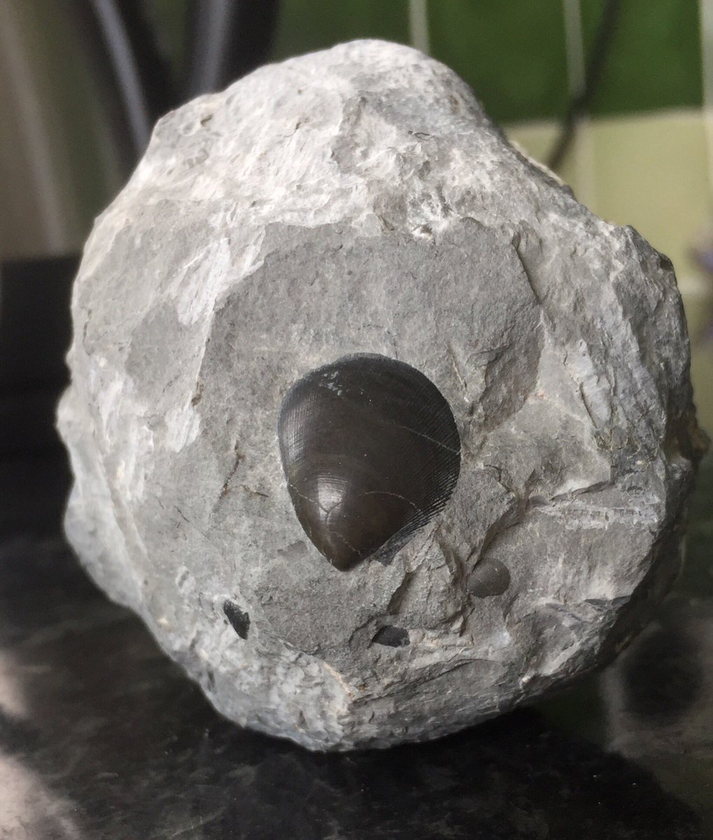 thewillstubbs's tweet image. Amazingly, I’ve just chipped this #fossil shell from a rock that I picked up at #Charmouth whilst on a @CharmouthHCC #FossilWalk last weekend. I looks like I’ve polished it, but that’s how it appeared out of the rock.