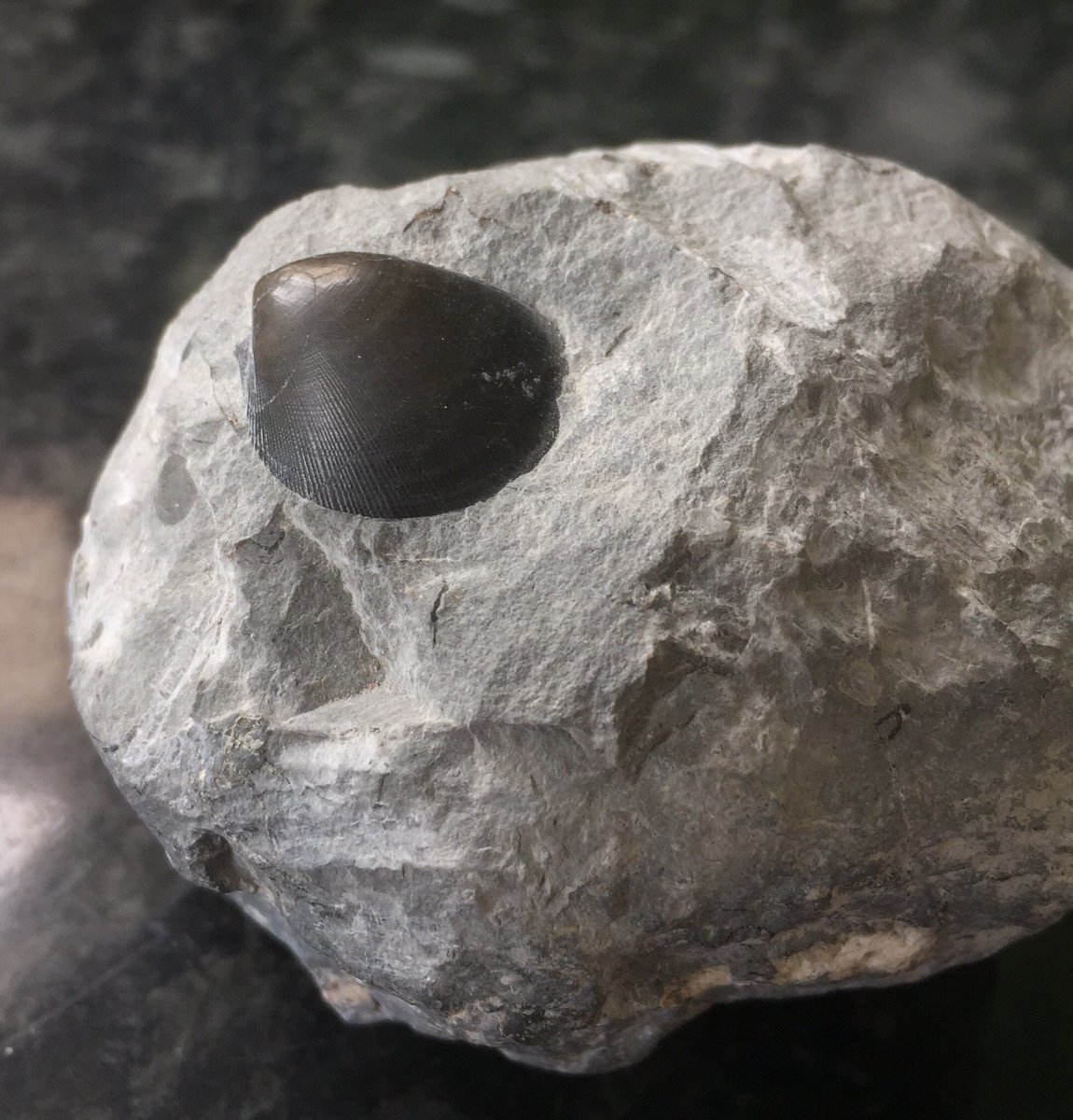 thewillstubbs's tweet image. Amazingly, I’ve just chipped this #fossil shell from a rock that I picked up at #Charmouth whilst on a @CharmouthHCC #FossilWalk last weekend. I looks like I’ve polished it, but that’s how it appeared out of the rock.
