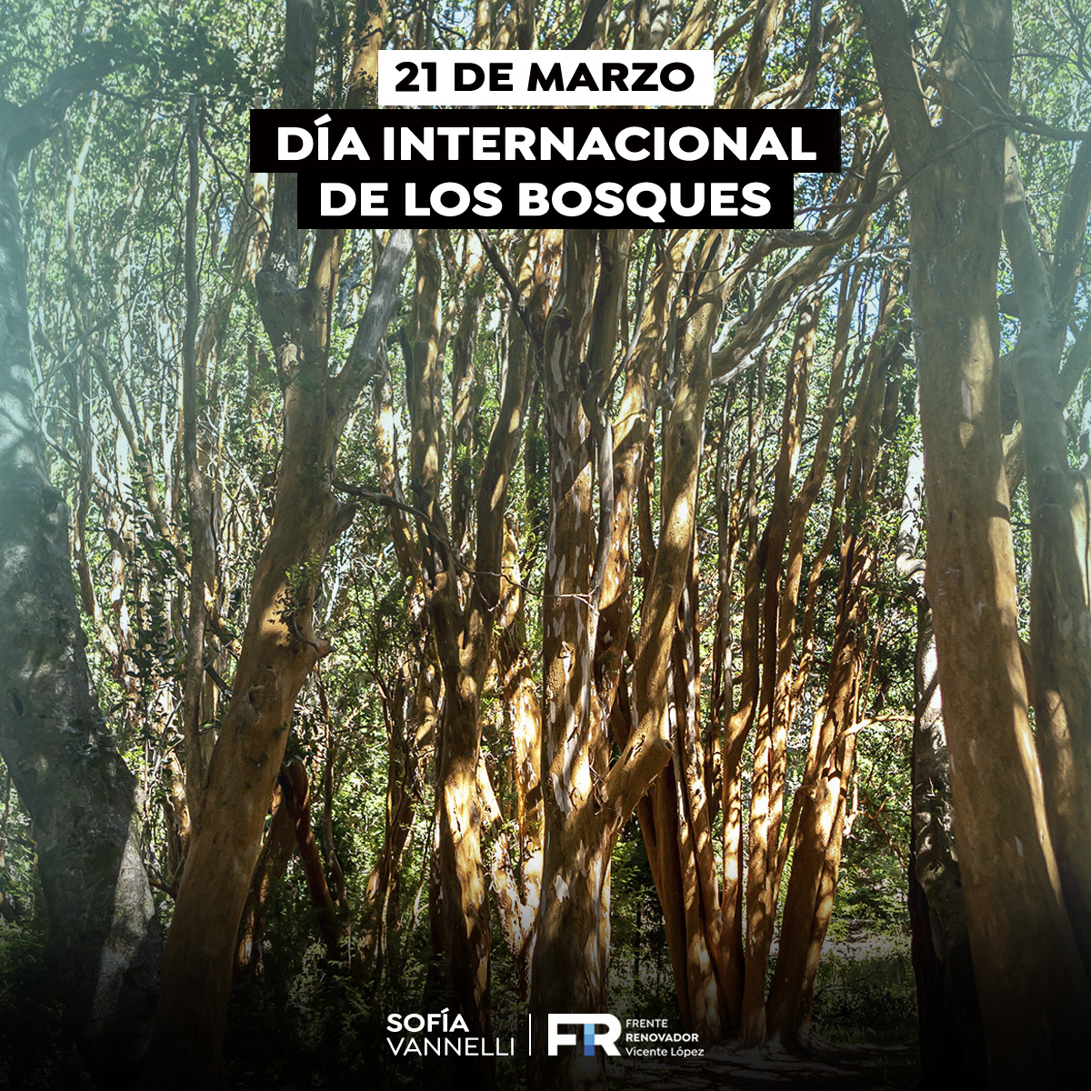 SofiaVannelli's tweet photo. El Día Internacional de los #Bosques 🌳 debe convocarnos para entender que nuestros hábitos de consumo destruyen el planeta. 

Vimos arder el Amazonas, Australia, pueblos bajo cenizas, especies extintas.
El mundo dice basta.

Despertemos! 
Depende de nosotrxs ✊🌎 https://t.co/CookfwZklr