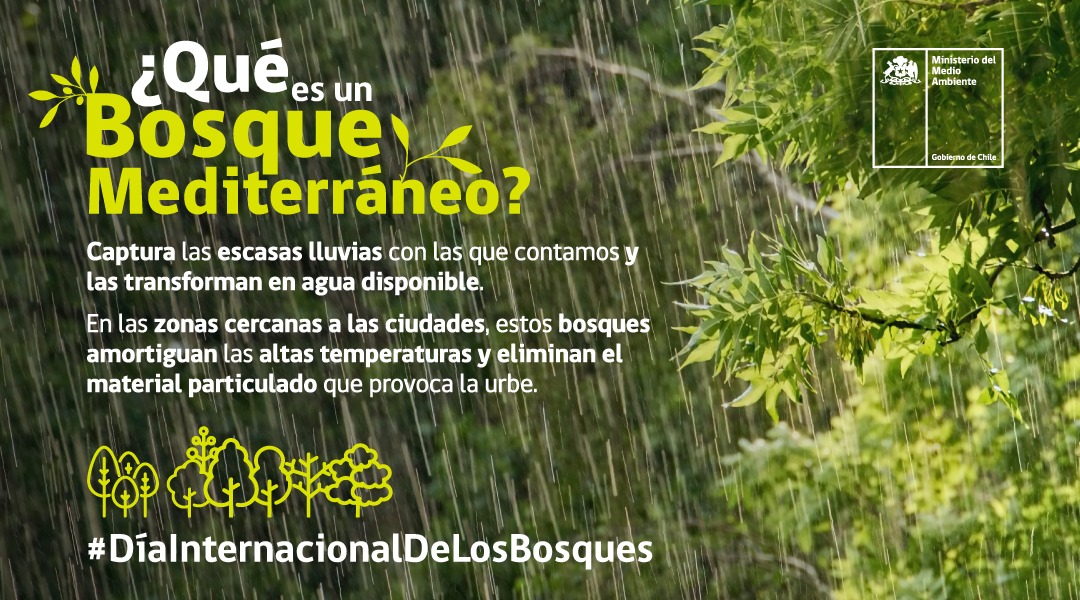 En el #DíaInternacionalDeLosBosques, queremos sumarnos contándoles un poco más sobre el Bosque Mediterráneo. ¿Sabían que cumplen un rol fundamental para el cuidado del agua?
Todos los detalles aquí 👇

¡Infórmate y comparte! 💚

mma.gob.cl