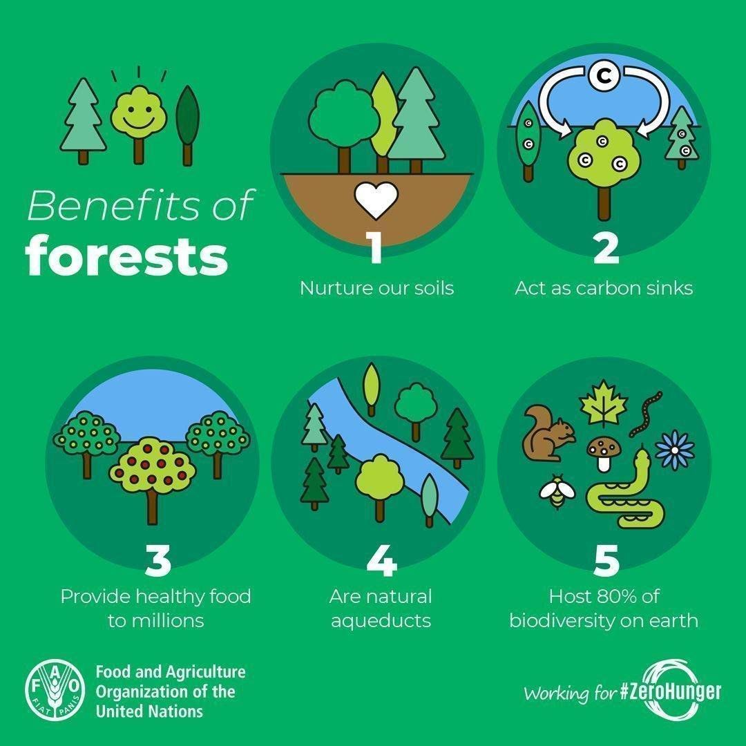 🍒Food 
💧Water
🏡Shelter
🌬Clean air 
🦎Biodiversity 

🌳🌲#Forests provide so much more than what we can see.

#IntlForestDay #Biodiversity2020