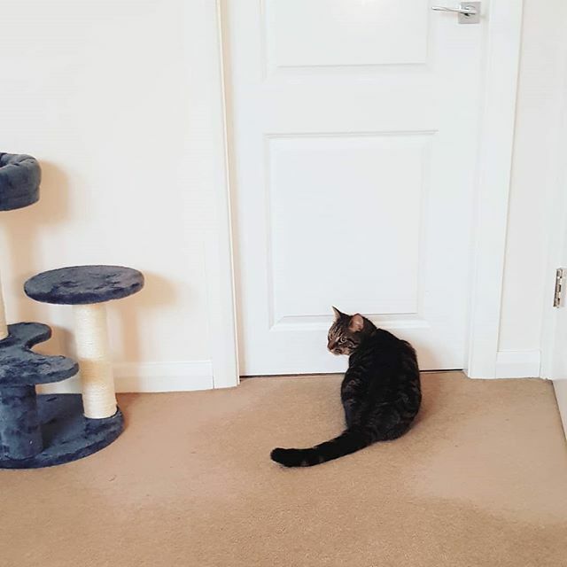 JessAndTheBee's tweet image. Someone is going stir crazy and "digging" to get into my wardrobe. 😜🙀 ift.tt/2J75lmg