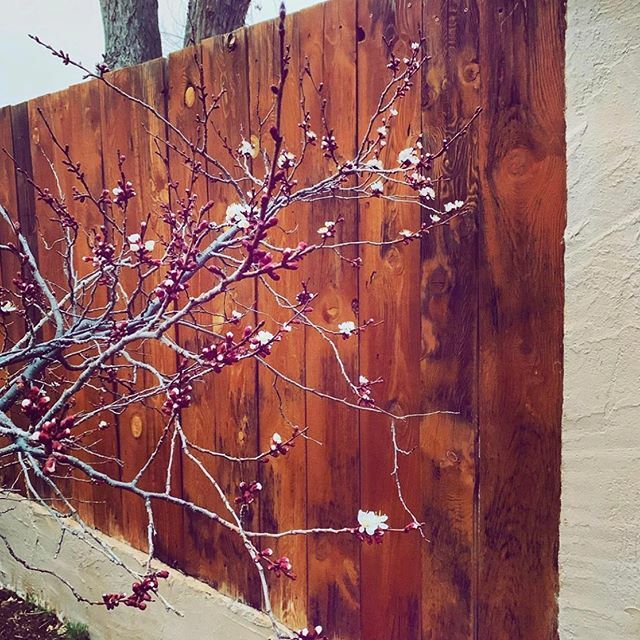 New Mexico Spring has sprung! The blossoms always bring a hopeful feeling, something we need more than ever right now..
🌸
Speaking of hope, help some local businesses by participating in our Gift Certificate Giveaway!.
🌸
1. Buy a gift certificate dir… bit.ly/2UtFry3