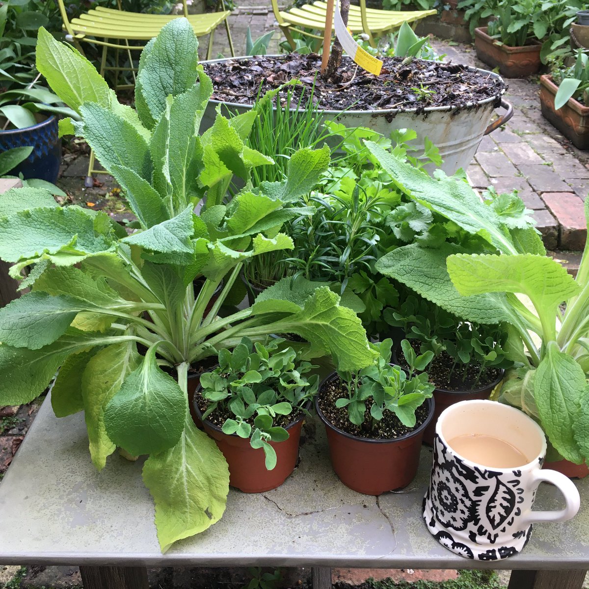 CamUniLibrarian's tweet photo. After the week that was, I slept for 8 hours straight then 2 more today. Now it’s time to dig, get muddy, and plant these beauties to invoke spring and delight the bees. The libraries are open online - we did everything we could - and summer will come. Stay well all @theUL. https://t.co/xcPK7skh5K