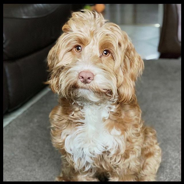 Aurora_Pets's tweet photo. Regardless of the stress of the current situation, having a dog instantly makes you feel better, and look at this absolutely stunning little pup! How could this gorgeous little face not cheer you up! 😍 @kes_neale https://t.co/WOdAqCEEya https://t.co/4QVw740KZT
