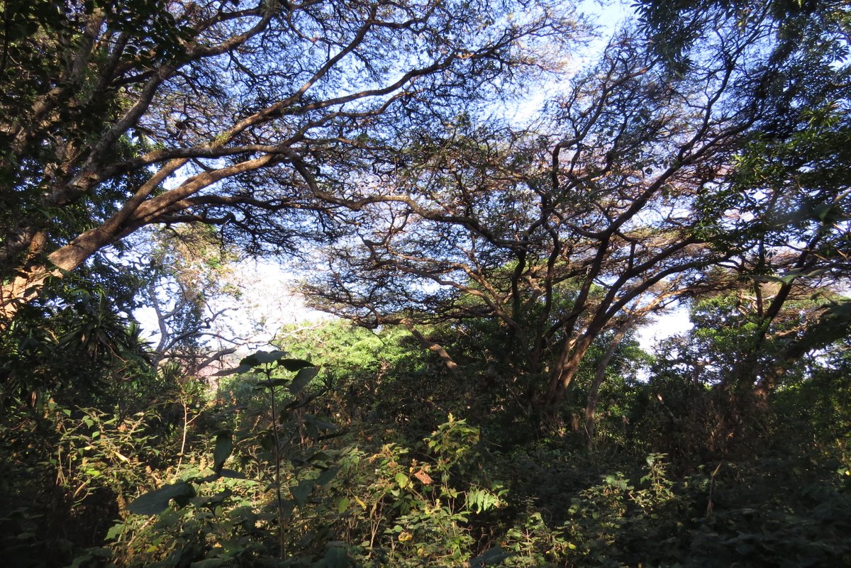Our paper from our expedition to the mountains of the Njesi Plateau in northern Mozambique has been published! Highlights were finding good populations of the endemic Mozambican Tailorbird, two new species for Mozambique and some major range extensions. tinyurl.com/rykpahq