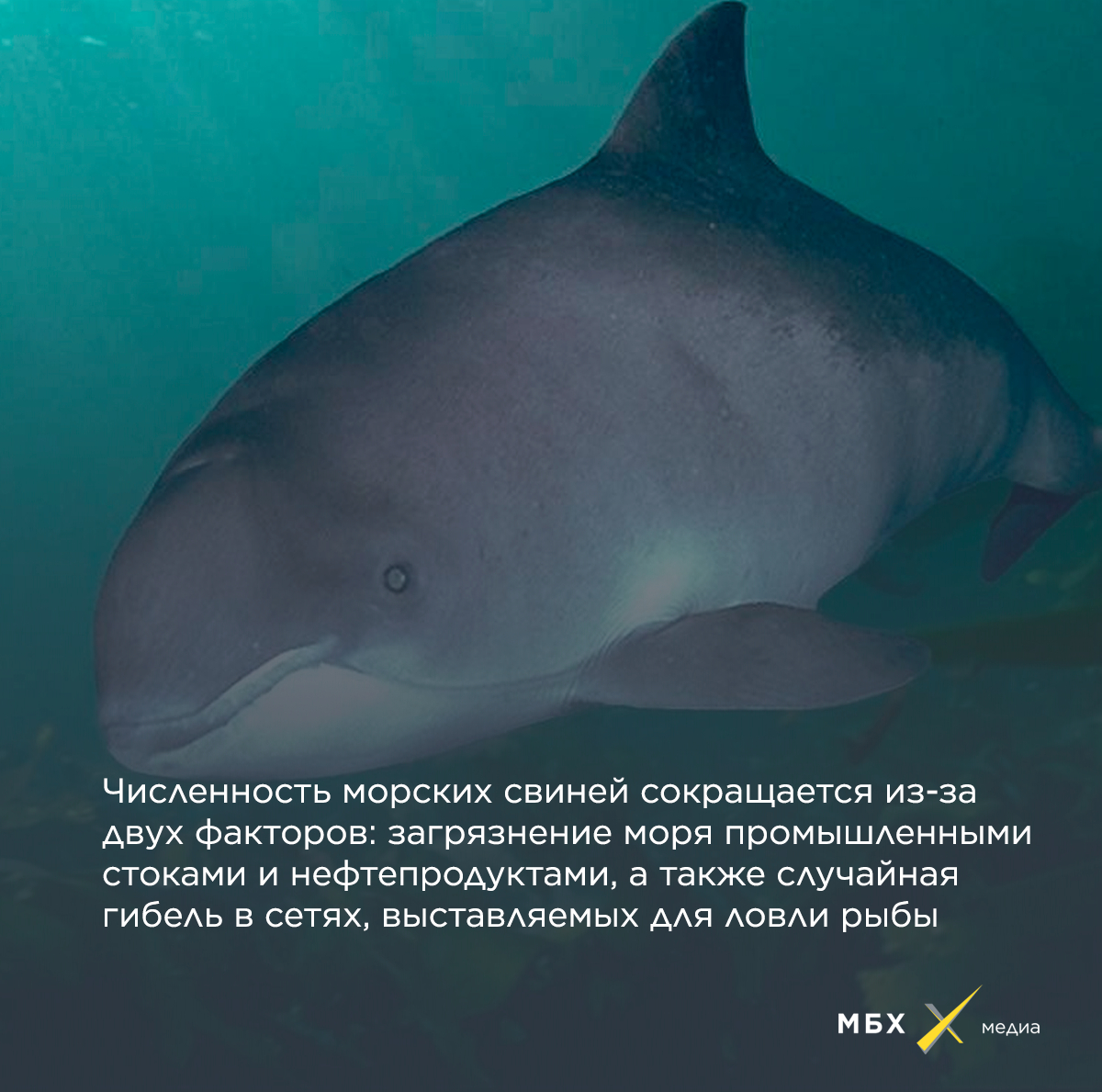 Морская свинья в азовском море Морская свинья в азовском море