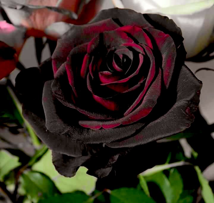 the untamed/mdzs characters as flowers  a very detailed thread!leggo, wwx!yes, this flower actually does exist, it's called the black baccara rose. it's a hyrbid tea rose that was bred in france. it has velvety petals that are so dark the rose gained the name "black rose."