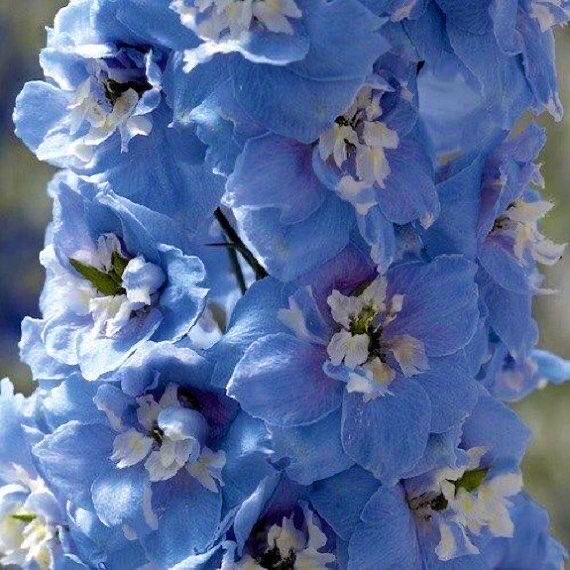 lan wangji ah lan wangji, a baby blue delphinium. as beautiful as these are, they are very venomous and toxic. they can cause lethal damage to dogs, other animals, and even humans (ugh lwj's power). however, the more they grow, the less harmful (angy) they become. very lwj.