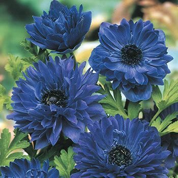 lan xichen is a blue daisy anemone. this flower is also known as the "wind flower" (lxc blows the flute) and the petals have a silky texture (like his robes). did you know that this flower is used in medicine for emotional distress and menstrual pain? lxc said woman rights.