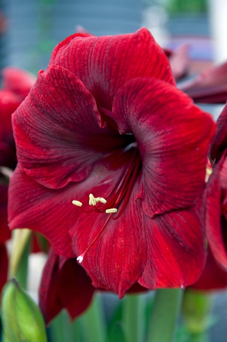 wen qing, a red amaryllis. the amaryllis signifies determination, beauty, and love just like her :( in greek, amaryllis is a female name which means "TO SPARKLE!!!!" and that right there is wen qing. these petals also seem to have shown promise as a treatment to alzheimers