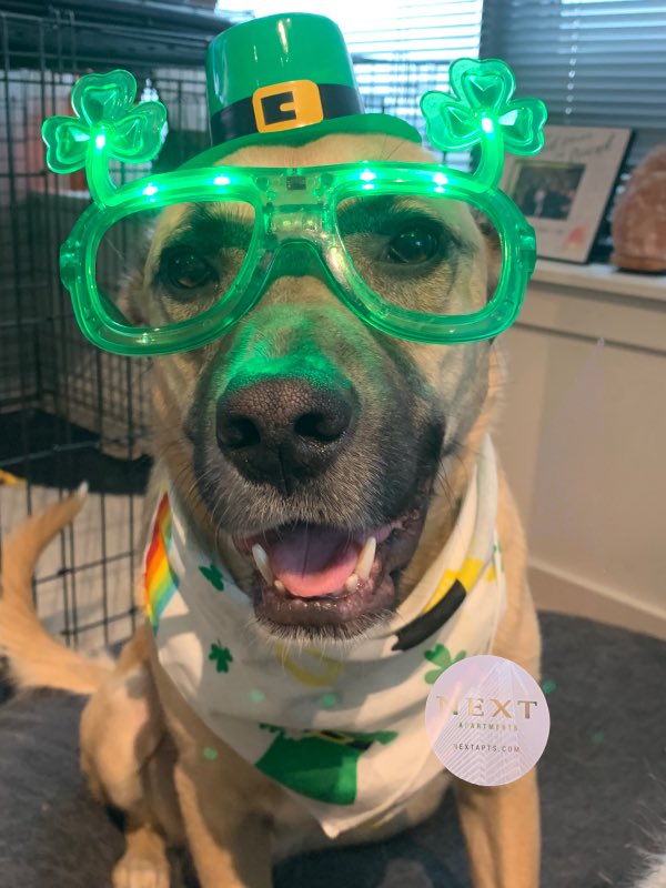 NEXTapts's tweet photo. We love our residents (human and furry friends alike!) Thank you to everyone who participated in our St. Patrick’s Day photo contest. Here are this year’s winners! 🍀 #LiveNext https://t.co/sR2W61LV2e
