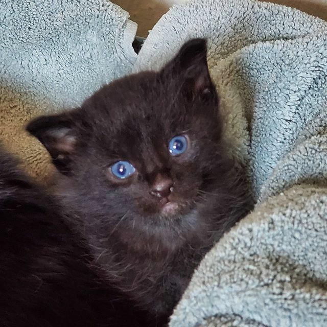 Look at those blue eyes!! At 3 1/2 weeks they are getting more alert.  Now they watch me when I come in.  I think they are  trying to figure out who the giant in the room is! 
#fosterkittensofinstagram #fosterkittens #kittens #blueeyes #kittensofinstagra… ift.tt/2xYOLme