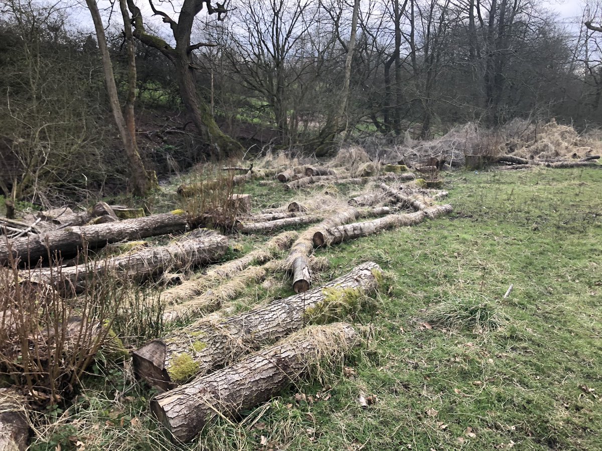 joshual951's tweet photo. I am utterly devastated...Wrightington Bar Pasture SSSI has been entirely destroyed by the land owner. Innumerable mature Oaks as part of the ancient woodland have been felled, and brash taken from the woodland and scrub has all been dumped on 70% of the ancient grassland...😡😭 https://t.co/TradfsiAql